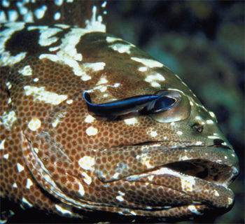 Cleaner Fish