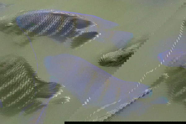Zebra Tilapia