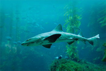 Leopard Shark