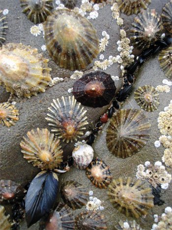 limpet common