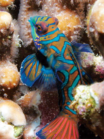 Mandarinfish