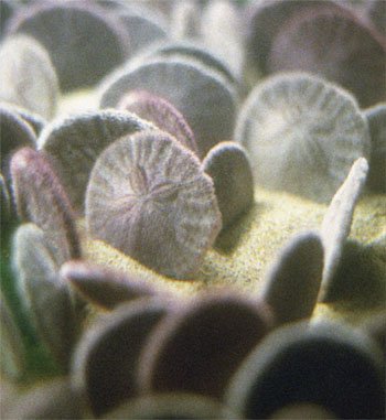 9 Fascinating Facts About Sand Dollars
