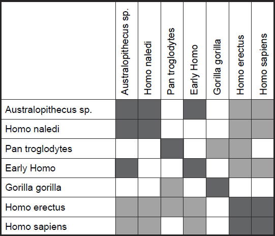 Baramic distance correlation results for measurements on the tibia