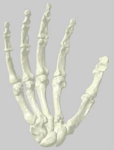 The right hand of Homo naledi.