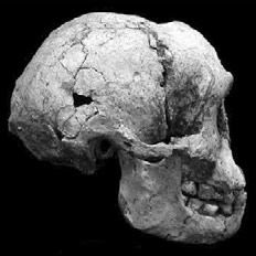 Side view of LB1 skull