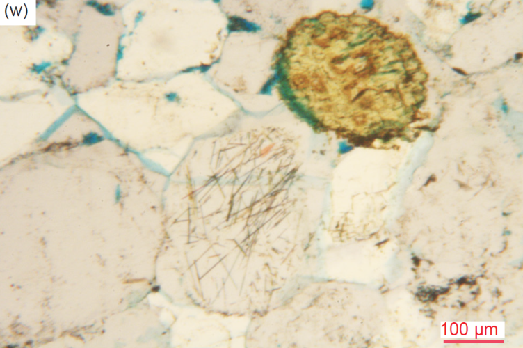 Figure 29w