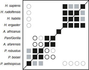 BDC results for the dataset of Strait, Grine, and
Moniz (1997).