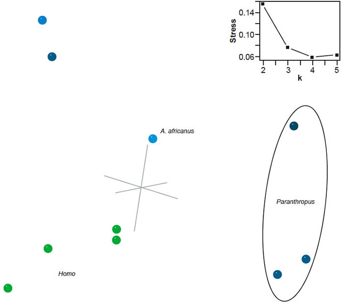 Three-dimensional MDS results for the dataset of Strait, Grine, and Moniz (1997)