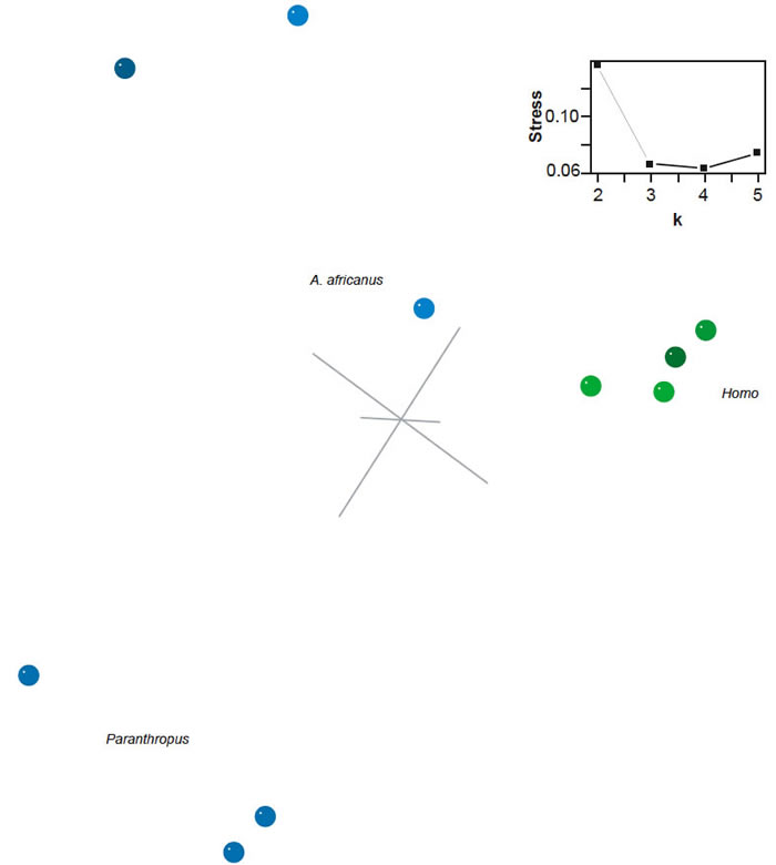 Three-dimensional MDS results for the dataset of Strait and Grine (2001)
