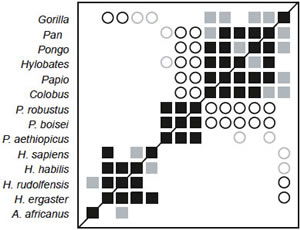 BDC results for the dataset of Strait and Grine
(2004).