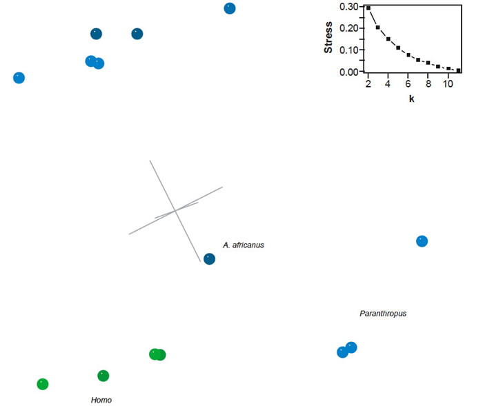 Three-dimensional MDS results for the dataset of Strait and Grine (2004)