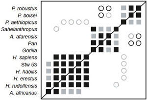 BDC results for the dataset of Strait and Grine
(2008).