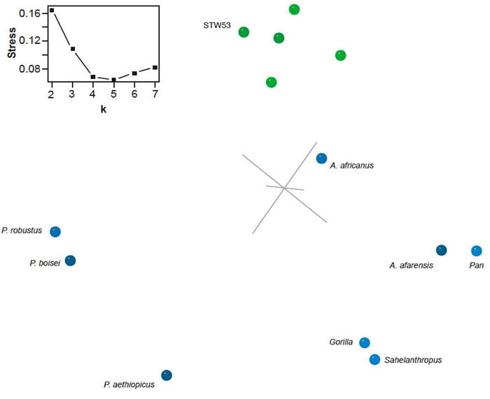 Three-dimensional MDS results for the dataset of Strait and Grine (2008)