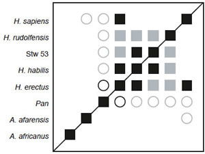 BDC results for the dataset of Strait and Grine
(2008), with only <i>Au. afarensis, Au. africanus,</i> and
<i>Pan</i>.