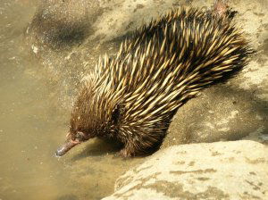 Short-beaked echidna