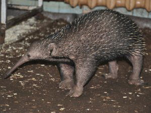Western long-beaked echidna