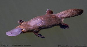 Duck-billed platypus