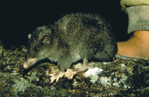 Shrew-opposum