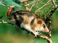 El Monito del Monte opossum