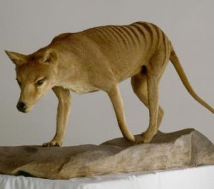 The Tasmanian wolf