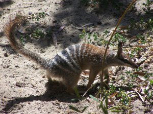 Banded anteater