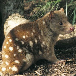 Spotted tail quoll