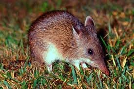 Long-nosed bandicoot