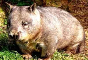 Southern hairy-nosed wombat
