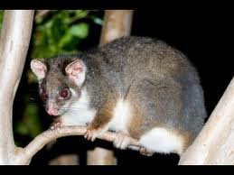 Eastern pygmy possum