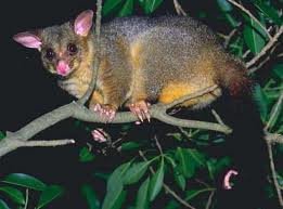 Brushtail possum