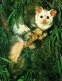 Greater gliding possum