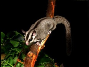 Sugarglider