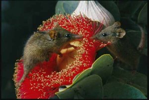 Honey possum