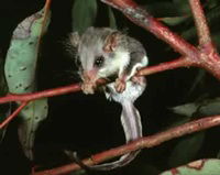 Feathertail glider
