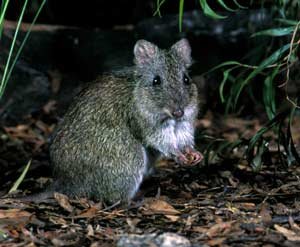 Potoroo