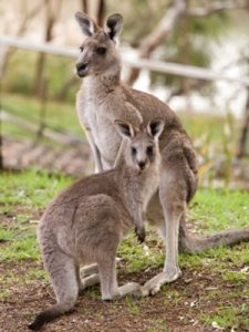 Kangaroos