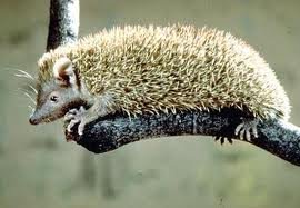 Tenrec