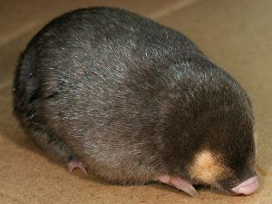 Cape golden mole