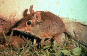 Elephant shrew
