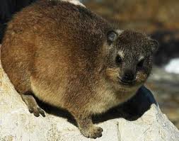 Hyrax