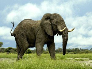 Elephant