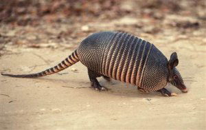 Armadillo