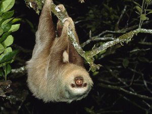 Two-toed sloth