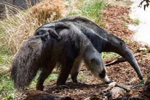 Giant anteater