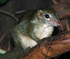 Tree shrew