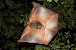 Sunda colugo