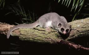 Fat-tailed dwarf lemur