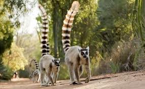 True lemurs