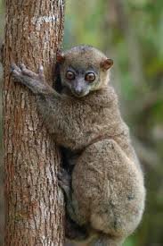 Holland's sportive lemur