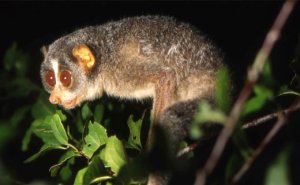 Slender loris